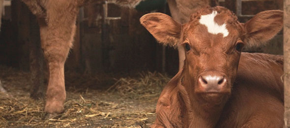 Calf season opens February 2 Livestock Price Insurance