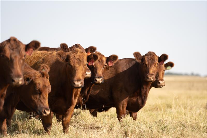 From pasture to policy: Addressing forward sales - Livestock Price ...